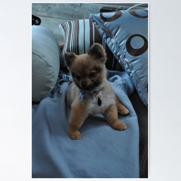 Artikelvorschau, Pepe pretty in Blue entworfen und verkauft von Pepe The Puppy.