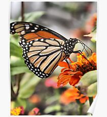Monarch on Zinnia Poster