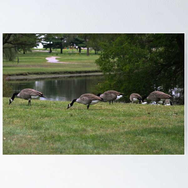 Item preview, Golf Course Geese designed and sold by Carolyn Ricks.