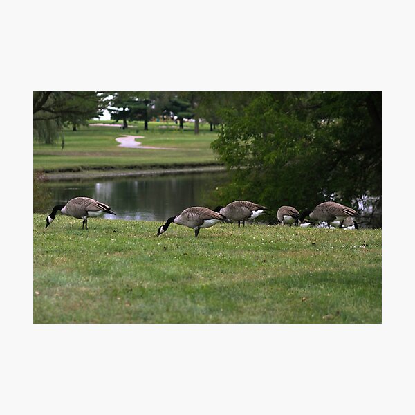 Item preview, Golf Course Geese designed and sold by Carolyn Ricks.