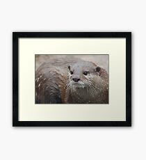 Cute Wiskers Framed Print
