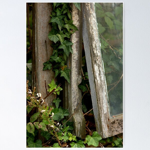 Artikelvorschau, Ivy in the Window entworfen und verkauft von Mark Wuttke.