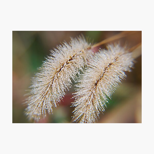 Item preview, Tiny Dew Drops designed and sold by xPressiveImages.