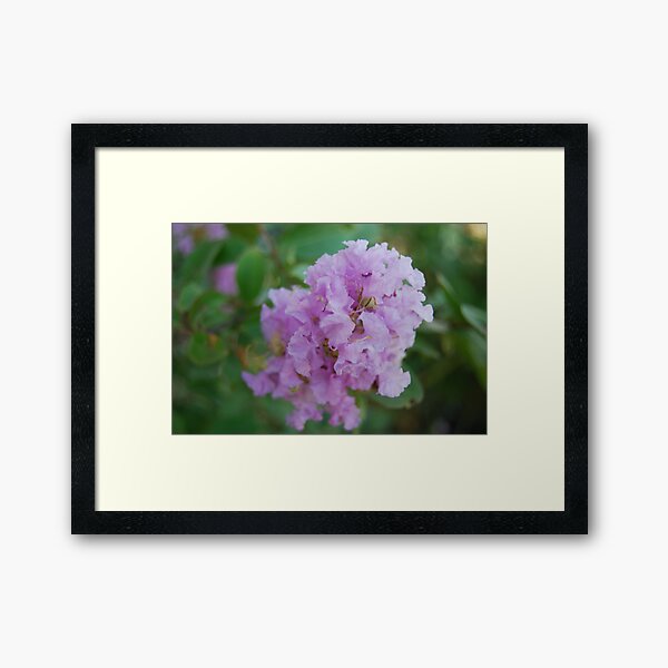 Item preview, Crepe Myrtle designed and sold by MissyD.