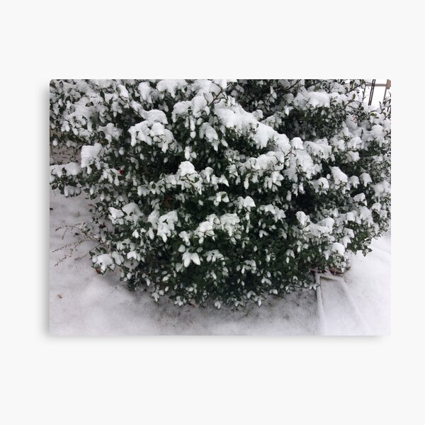 Snow on Fluffy Tree Canvas Print