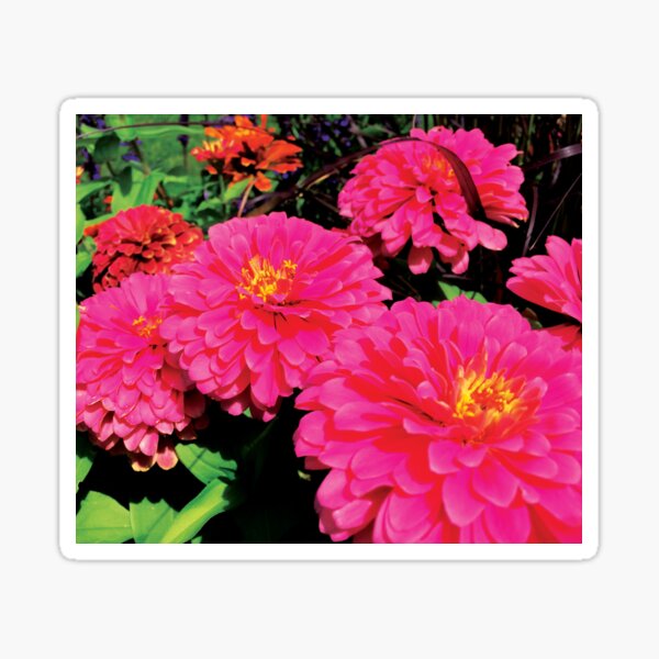 Dreamy Dahlias by Jerald Simon (Music Motivation - musicmotivation.com) Sticker