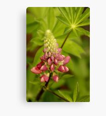 Lupin Canvas Print