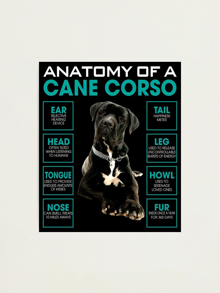 cane corso lovers