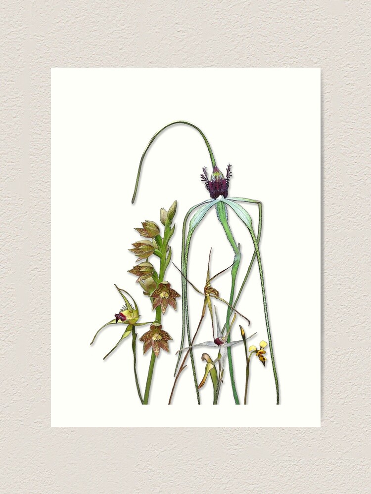 Alternate view of Orchids of Australia 1 Native orchids of Western Australia Art Print