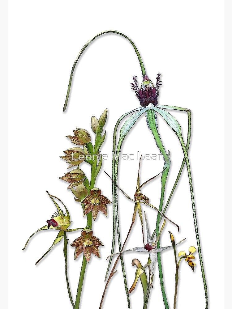 Orchids of Australia 1 Native orchids of Western Australia by yallmia