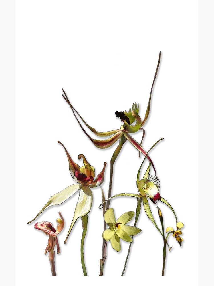 Orchids of Australia 4 Native orchids of Western Australia by yallmia