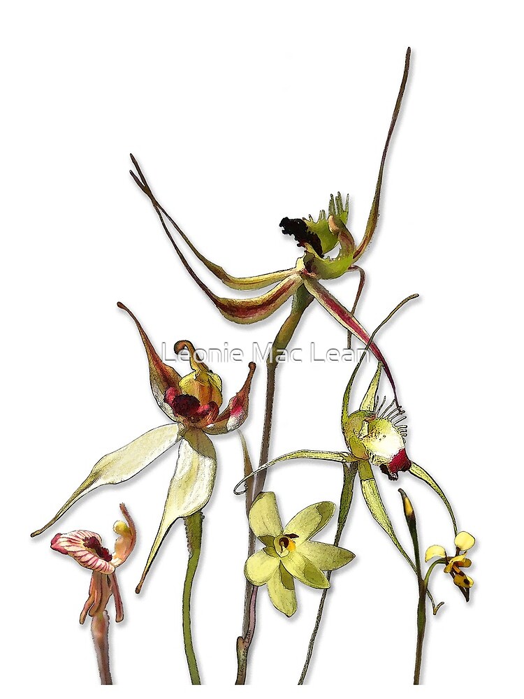 Orchids of Australia 4 Native orchids of Western Australia by yallmia