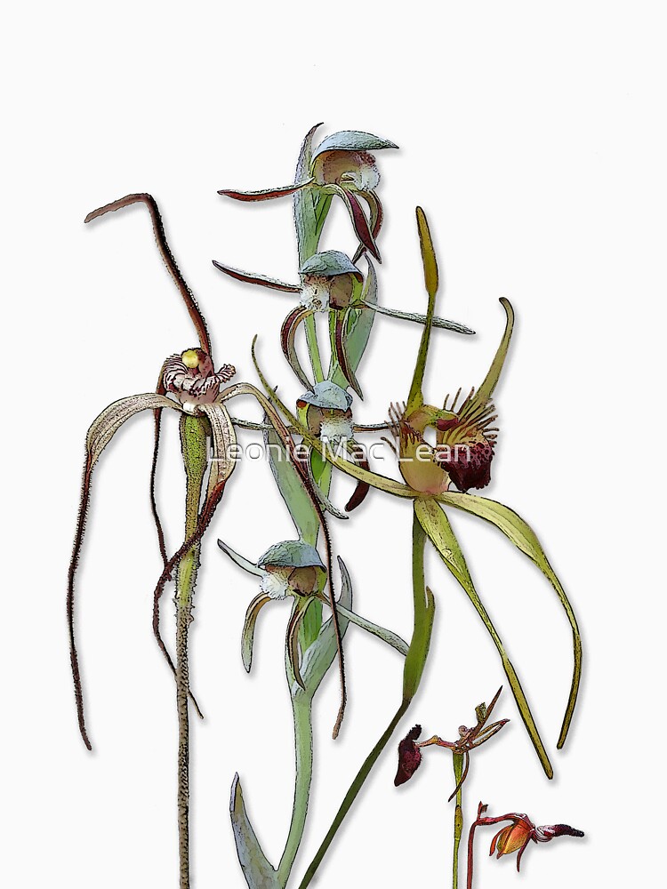 Orchids of Australia 5 Native orchids of Western Australia by yallmia