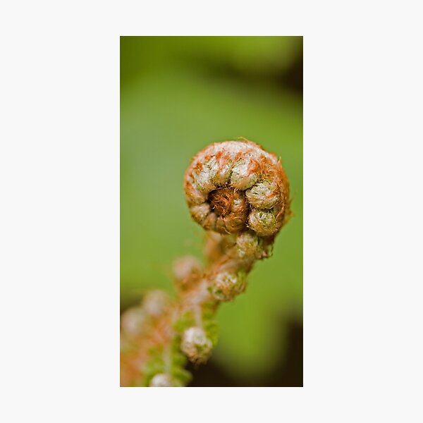 Item preview, Fiddle head unfurling in the garden. designed and sold by SuzanAlmond.