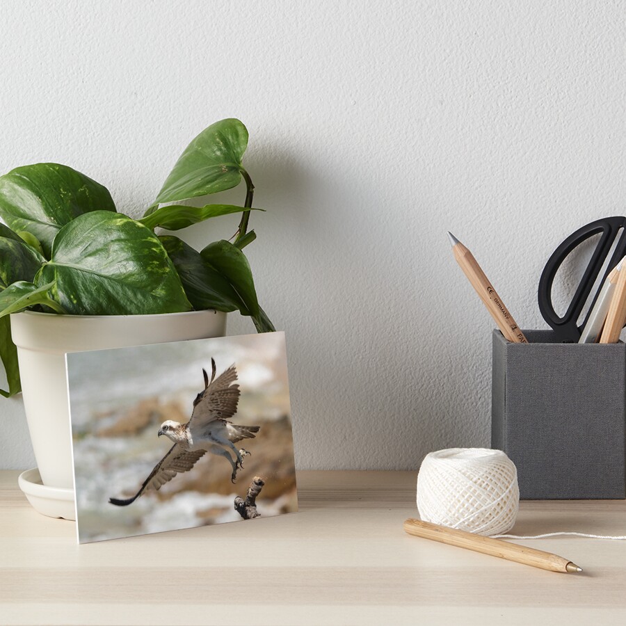 Osprey Takes Flight, Sunshine Coast Art Board Print