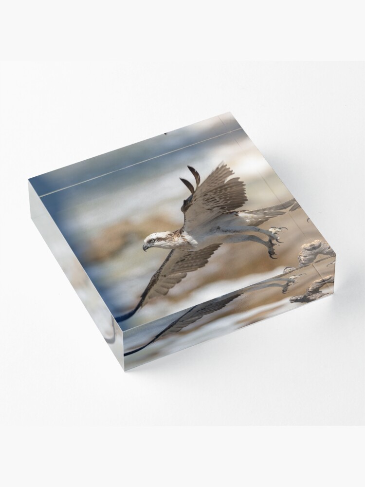 Alternate view of Osprey Takes Flight, Sunshine Coast Acrylic Block