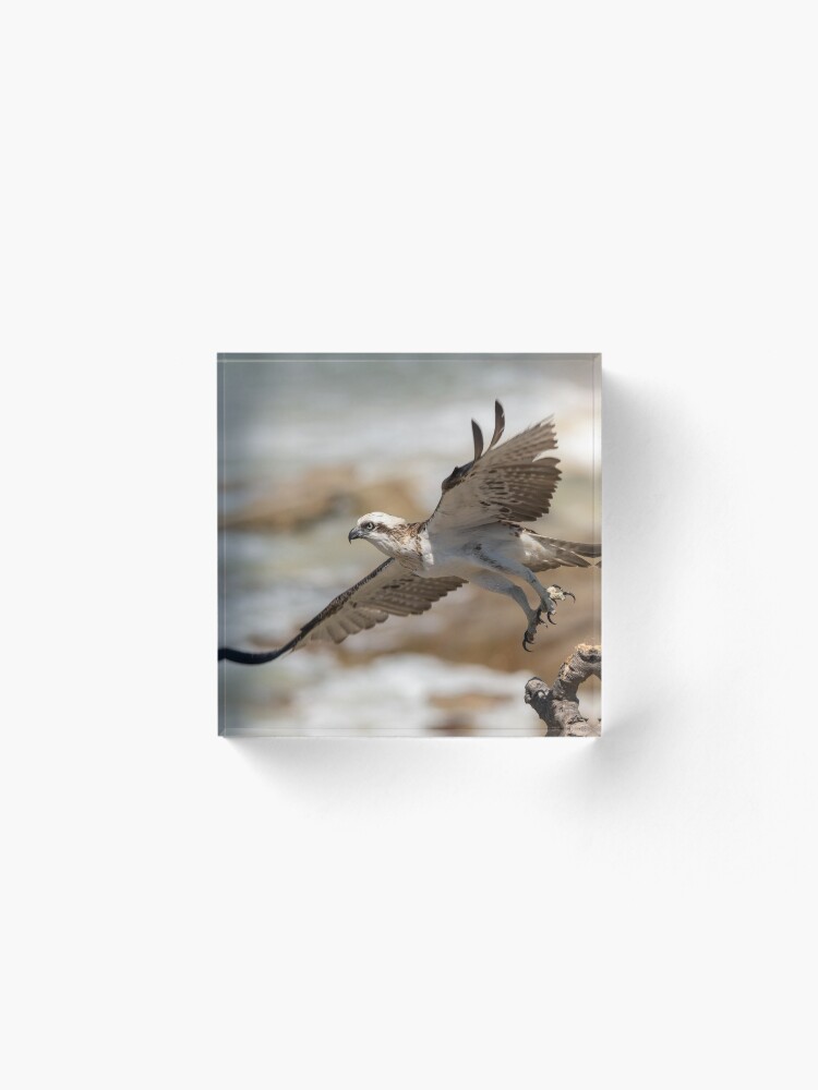 Alternate view of Osprey Takes Flight, Sunshine Coast Acrylic Block