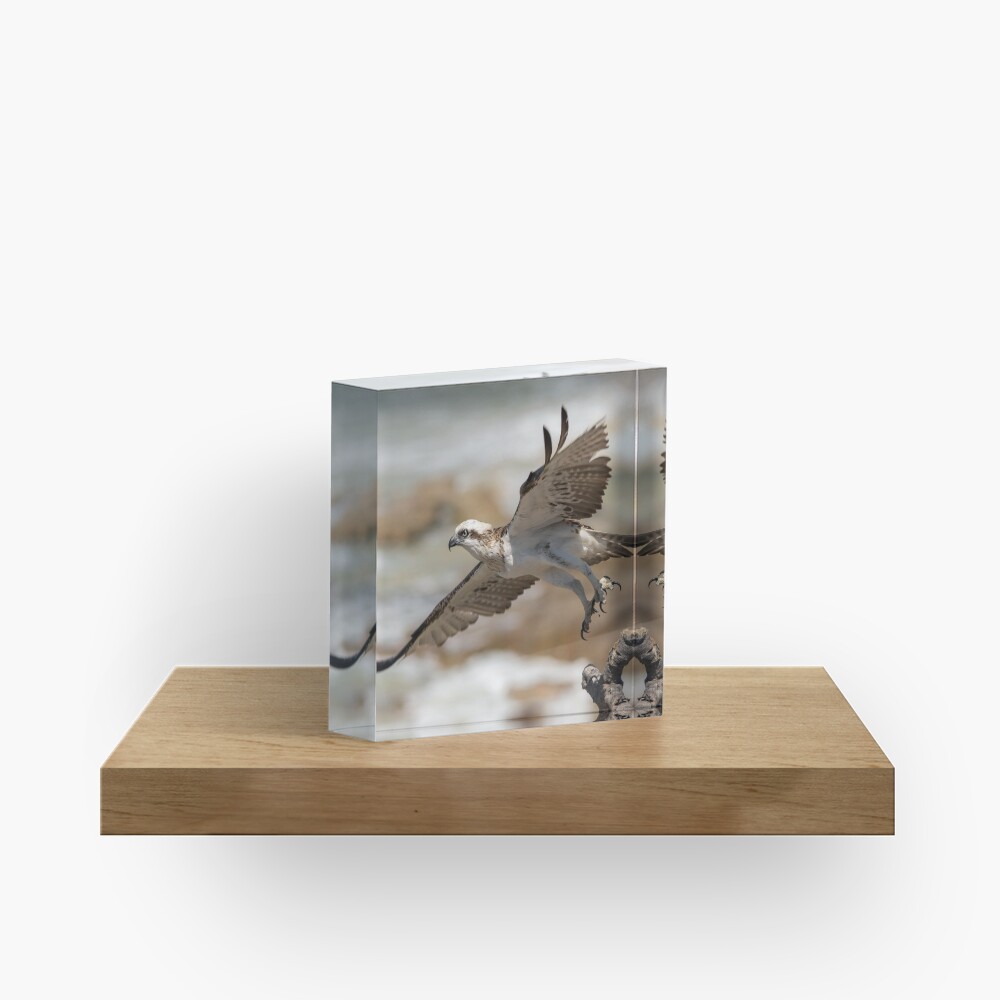 Osprey Takes Flight, Sunshine Coast Acrylic Block