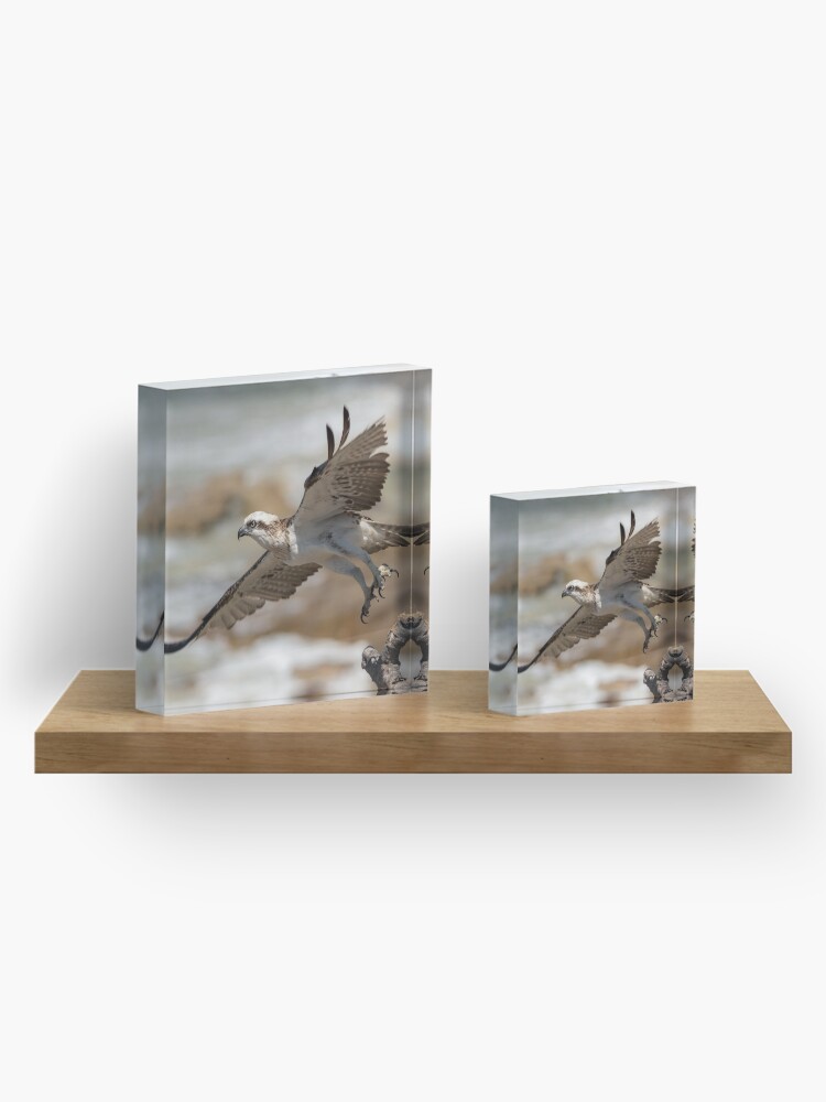 Alternate view of Osprey Takes Flight, Sunshine Coast Acrylic Block