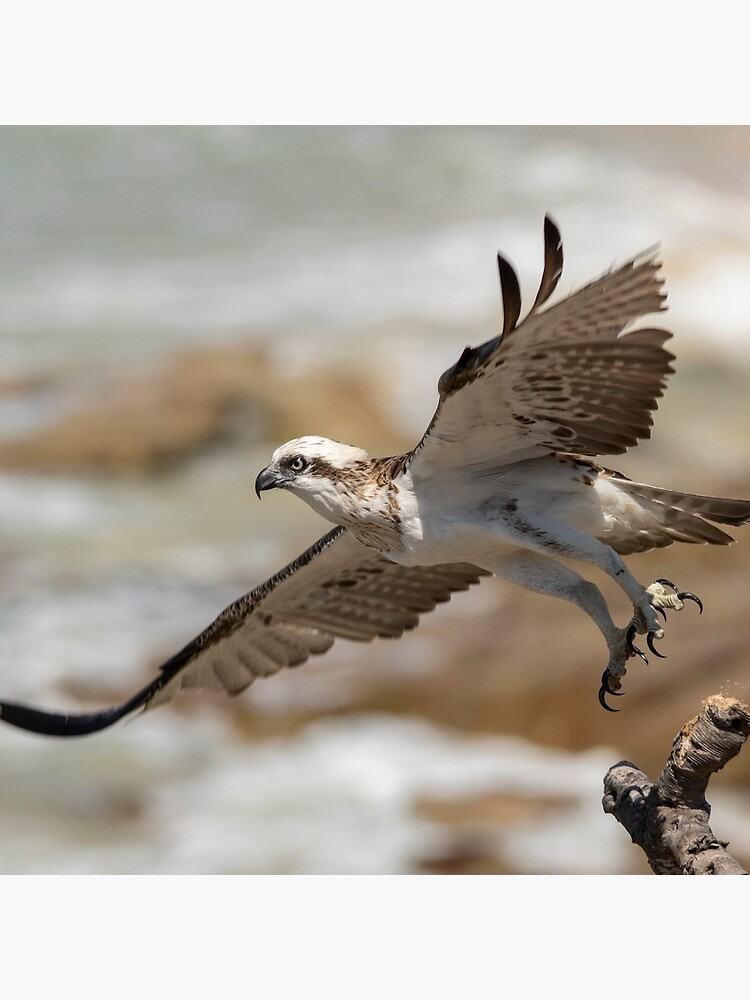 Osprey Takes Flight, Sunshine Coast by AndrewGoodall