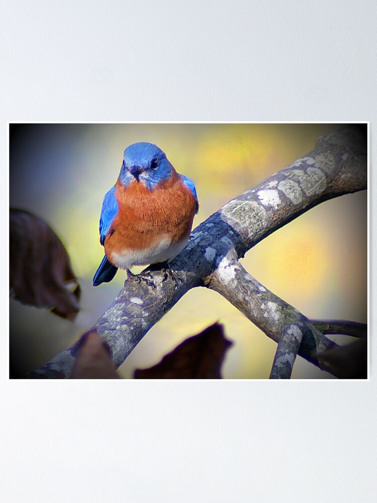 ""Male Eastern Bluebird"" Poster by WoodlandSecrets Redbubble
