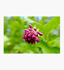 Macro Flower Photographic Print