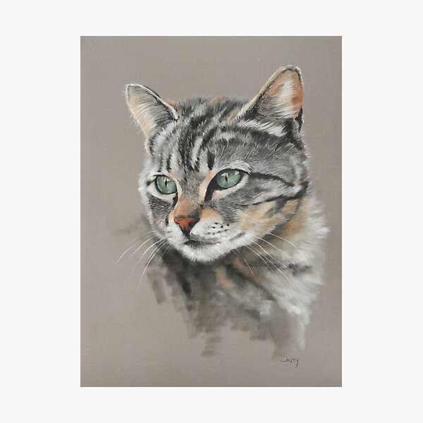Sweet, beautiful cat Photographic Print