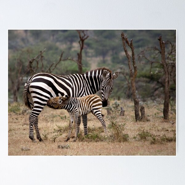 Item preview, Suckling Zebra designed and sold by Henry Jager.