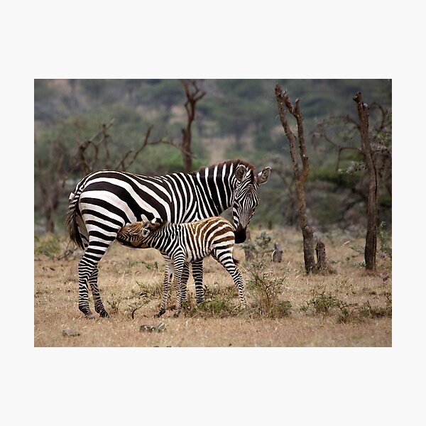 Item preview, Suckling Zebra designed and sold by Henry Jager.