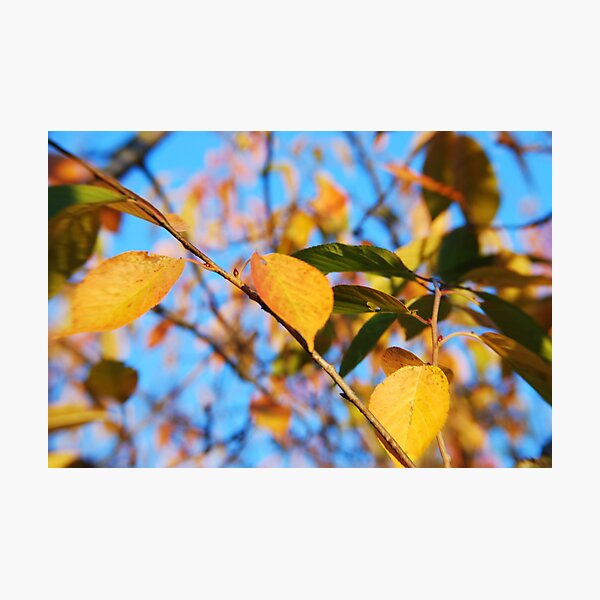 Leaves of Gold Photographic Print