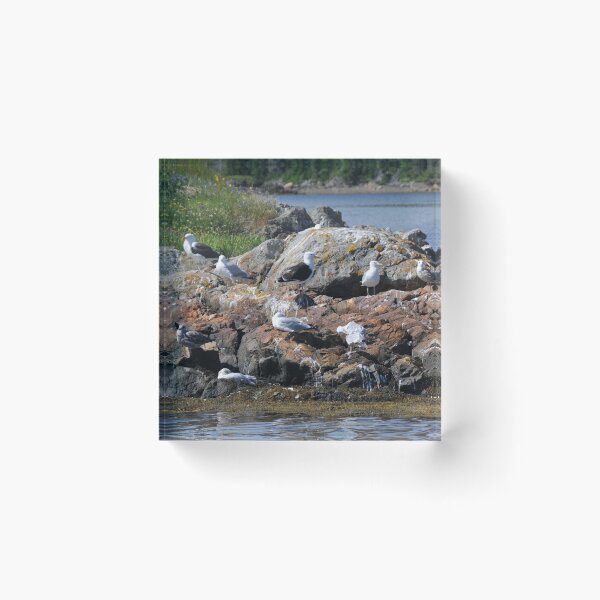 Item preview, Seagulls Gathered on the Rocks designed and sold by 2CrabbySisters.