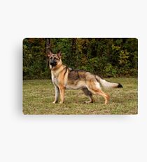 Yahtzee Canvas Print