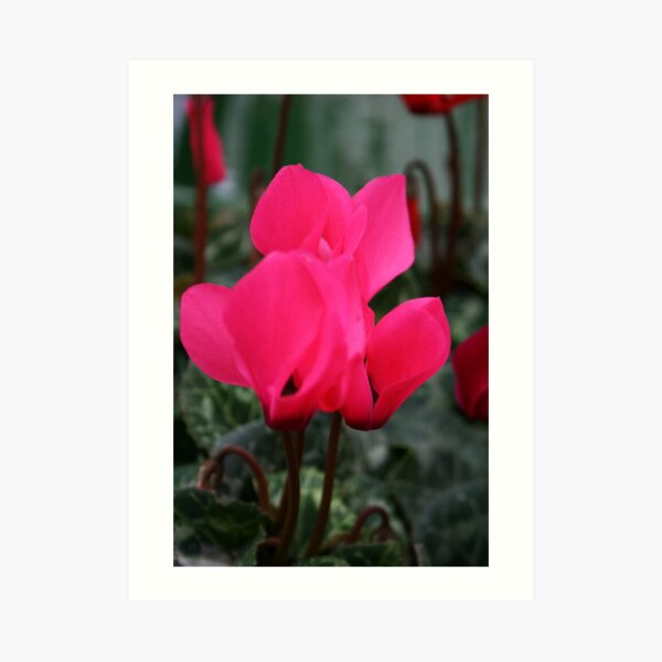 Cyclamen Art Print