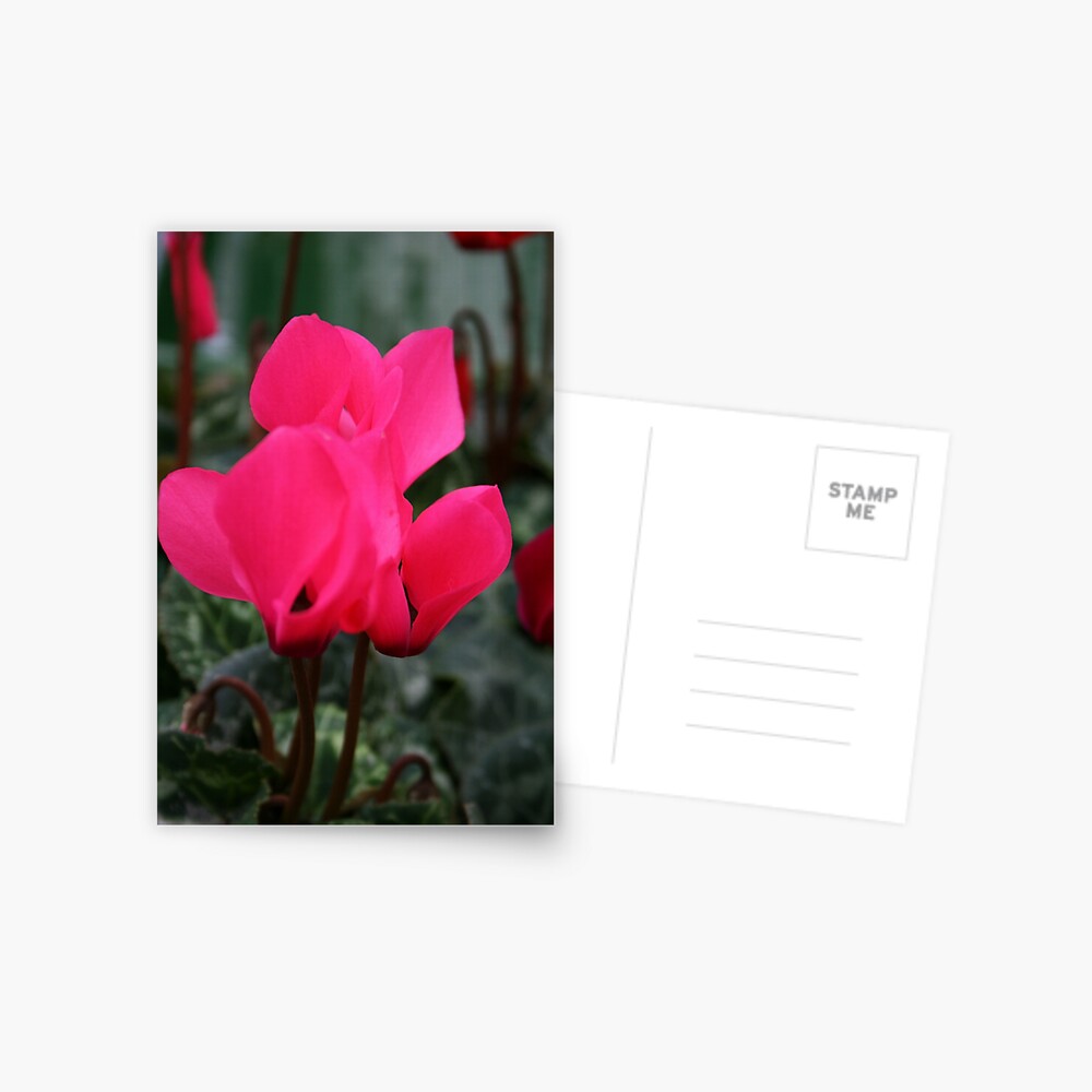 Cyclamen Postcard