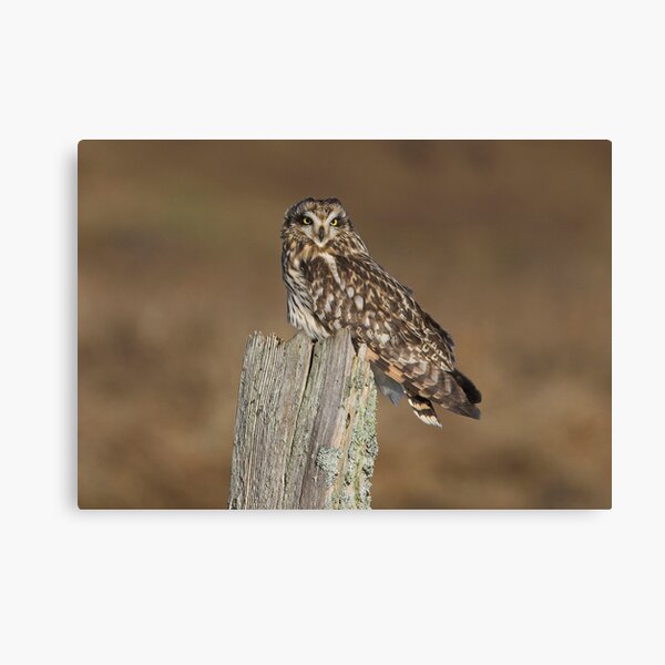 Asio Flammeus Canvas Print