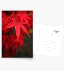 Acer Postcards