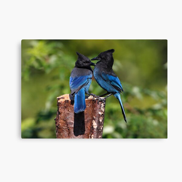 Jay Peck Canvas Print