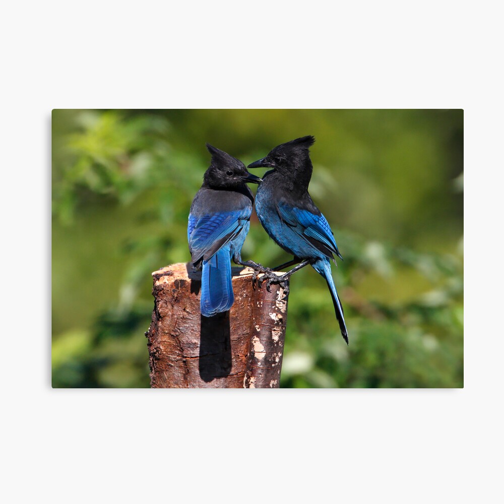 Jay Peck Canvas Print