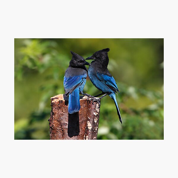 Jay Peck Photographic Print
