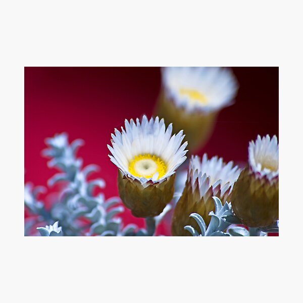 The Golden Buds Are Blooming Photographic Print