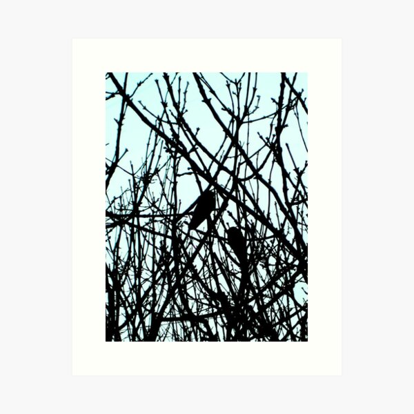 Blackbirds Art Print