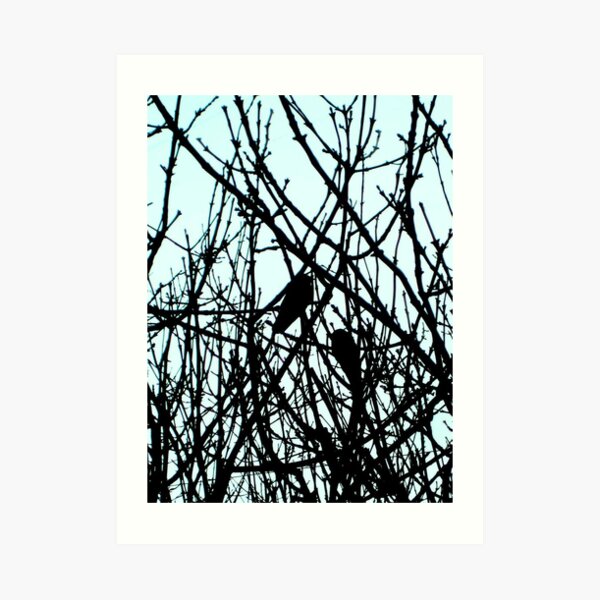 Blackbirds Art Print