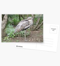 Bush Stone Curlew 2 Postcards