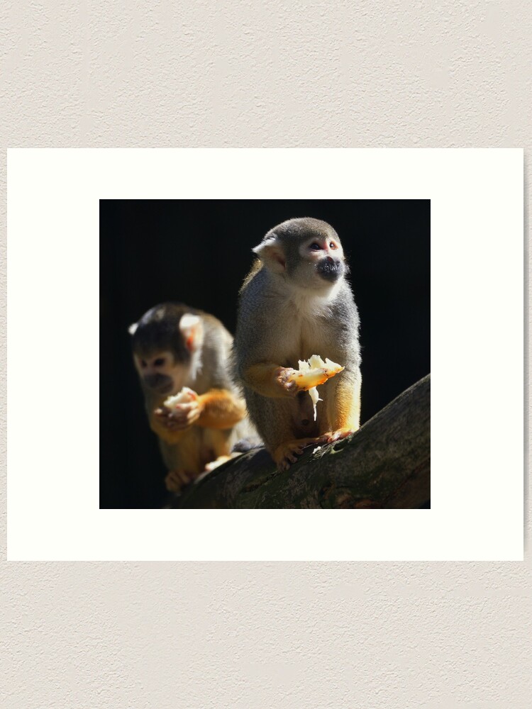 Alternate view of squirrel monkeys Art Print