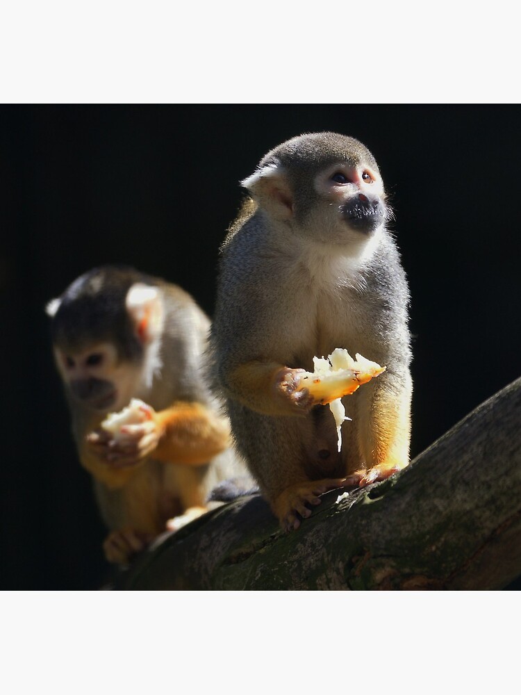 squirrel monkeys by rogersmith