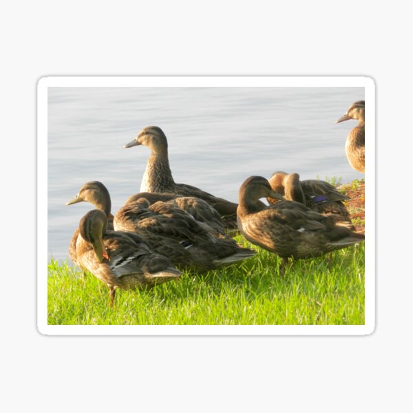 Duck Family Stickers Redbubble - my roblox theme park duck land rubberducks