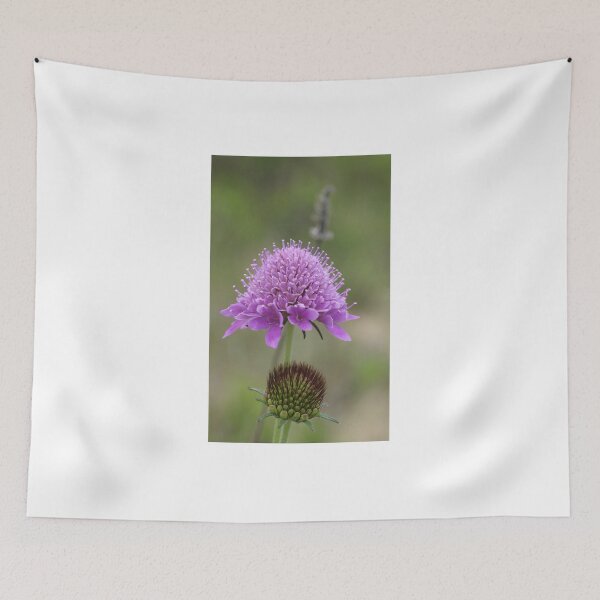 Artikelvorschau, Scabiosa Maritima entworfen und verkauft von marens.