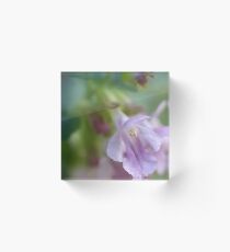 Showy Calamint Acrylic Block