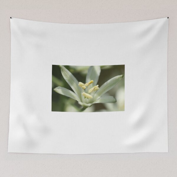 Item preview, Star of Bethlehem designed and sold by marens.