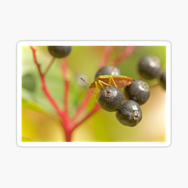 TREES PROVIDE A FRUITFUL LIFE Sticker